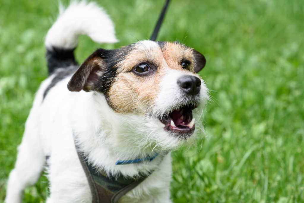 chien en laisse , empêcher un chien d'aboyer