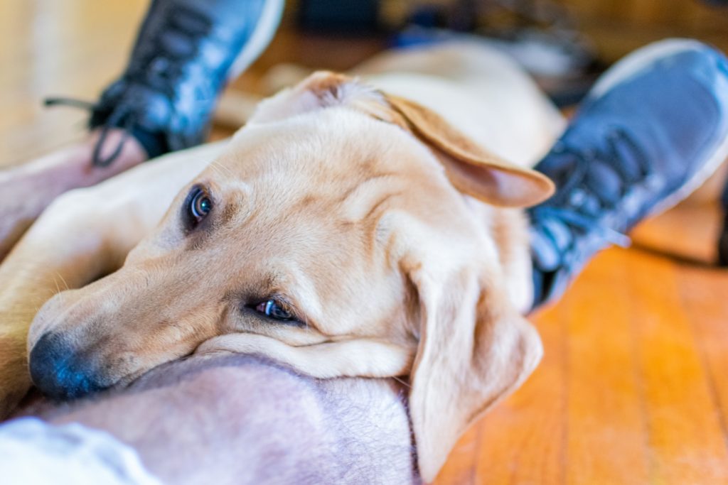 chien sur les jambes